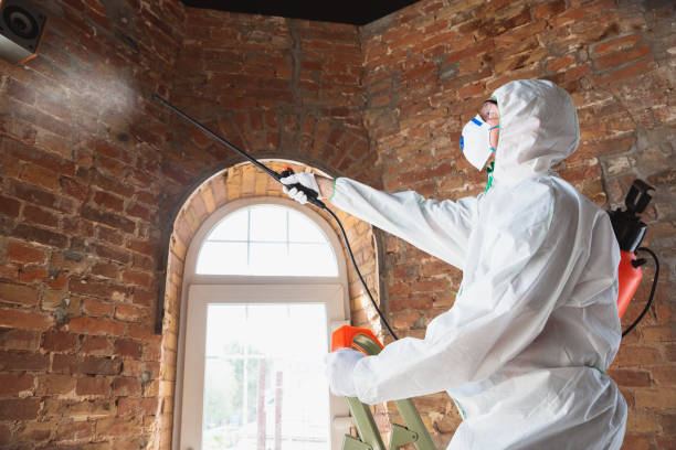 Best Attic Mold Removal  in Berwick, LA