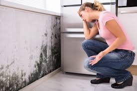 Best Residential Mold Inspection & Testing  in Berwick, LA